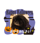 ペキニーズ☆ハロウィン（個別スタンプ：7）