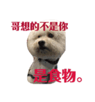 可愛いビション バション いぬ（個別スタンプ：6）