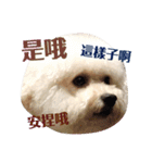 可愛いビション バション いぬ（個別スタンプ：15）