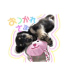ミニチュアダックスフンド ニコ 3（個別スタンプ：5）