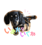 ミニチュアダックスフンド ニコ 3（個別スタンプ：12）
