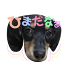 ミニチュアダックスフンド ニコ 3（個別スタンプ：13）