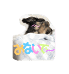 ミニチュアダックスフンド ニコ 3（個別スタンプ：21）