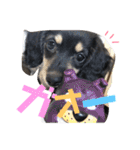 ミニチュアダックスフンド ニコ 3（個別スタンプ：22）