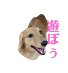 名犬くっきー（個別スタンプ：14）