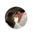 猫＆フェレット Part3（個別スタンプ：3）