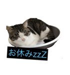 猫＆フェレット Part3（個別スタンプ：4）