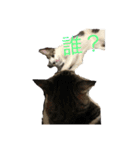 猫＆フェレット Part3（個別スタンプ：6）