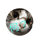猫＆フェレット Part3（個別スタンプ：10）