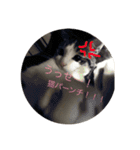 猫＆フェレット Part3（個別スタンプ：12）