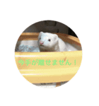 猫＆フェレット Part3（個別スタンプ：14）