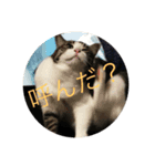 猫＆フェレット Part3（個別スタンプ：15）