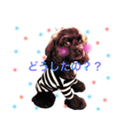 アメリカンコッカースパニエルฅ´•ᴥ•`ฅ（個別スタンプ：7）