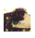アメリカンコッカースパニエルฅ´•ᴥ•`ฅ（個別スタンプ：13）