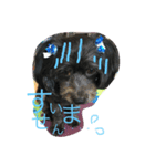 レオたん①（個別スタンプ：1）