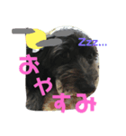 レオたん①（個別スタンプ：6）
