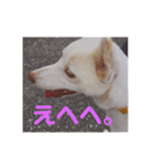 ボブとマロン（個別スタンプ：4）