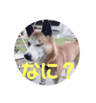 ボブとマロン（個別スタンプ：8）