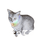 ユーモアねこスタンプ（個別スタンプ：1）