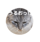 ユーモアねこスタンプ（個別スタンプ：2）