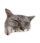 ユーモアねこスタンプ（個別スタンプ：4）
