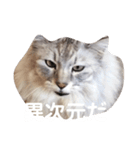 ユーモアねこスタンプ（個別スタンプ：7）