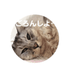 ユーモアねこスタンプ（個別スタンプ：8）