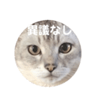 ユーモアねこスタンプ（個別スタンプ：9）