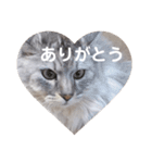 ユーモアねこスタンプ（個別スタンプ：13）
