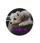 くぅスタンプ1（個別スタンプ：6）