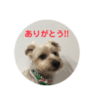 くぅスタンプ1（個別スタンプ：7）