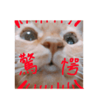 うちのちゃちゃ（個別スタンプ：6）