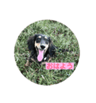 ダックスフンド ニコ（個別スタンプ：1）