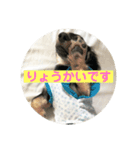 ダックスフンド ニコ（個別スタンプ：3）