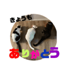 山口家のアニマルズ2（個別スタンプ：24）