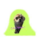 チワワのかえで1（個別スタンプ：6）