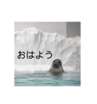 アザラシの発言（個別スタンプ：1）
