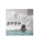 アザラシの発言（個別スタンプ：2）