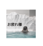 アザラシの発言（個別スタンプ：3）