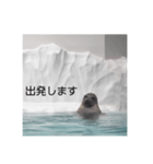 アザラシの発言（個別スタンプ：4）