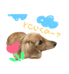 ぷりんのスタンプ（個別スタンプ：1）