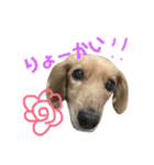 ぷりんのスタンプ（個別スタンプ：4）