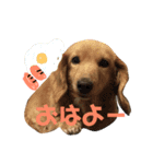 ぷりんのスタンプ（個別スタンプ：10）