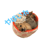 ぷりんのスタンプ（個別スタンプ：12）