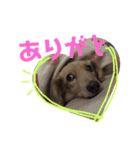ぷりんのスタンプ（個別スタンプ：13）