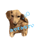 ぷりんのスタンプ（個別スタンプ：15）