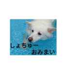 あいさつわんこ3（個別スタンプ：30）