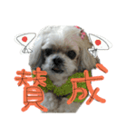 シーズーららちゃん☆あいさつしてみよう1（個別スタンプ：7）