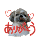 シーズーららちゃん☆あいさつしてみよう1（個別スタンプ：8）