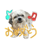 シーズーららちゃん☆あいさつしてみよう1（個別スタンプ：9）